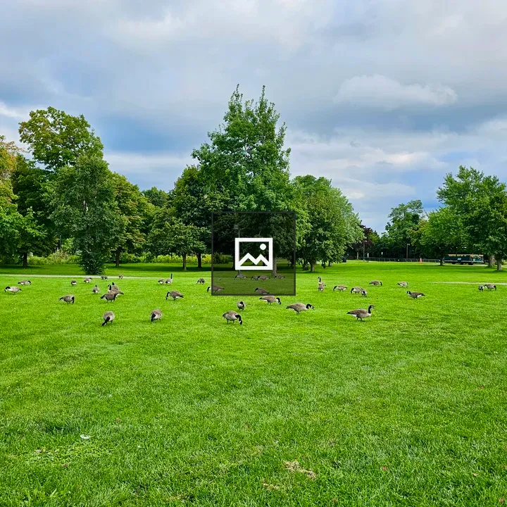 Grazing Canada Geese in Niagara Park
