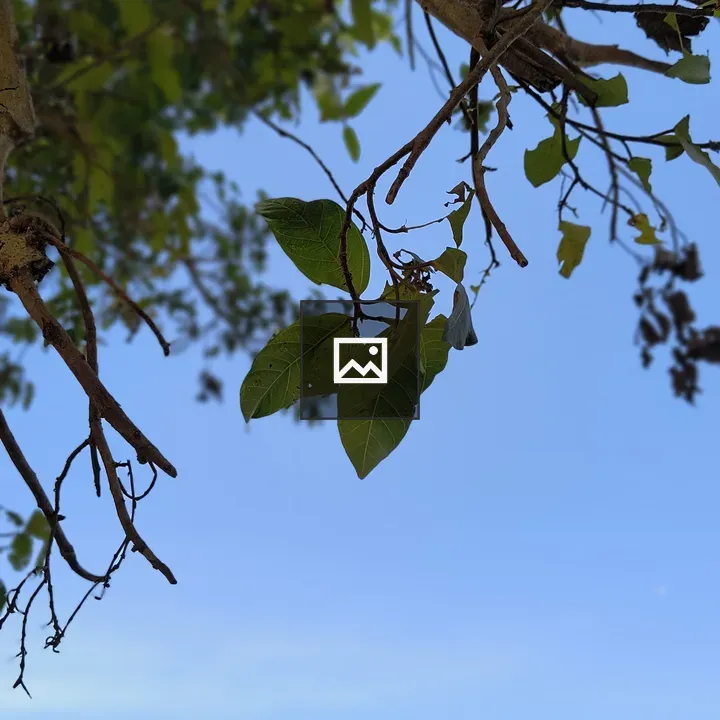 Leaf silhouette against blue sky