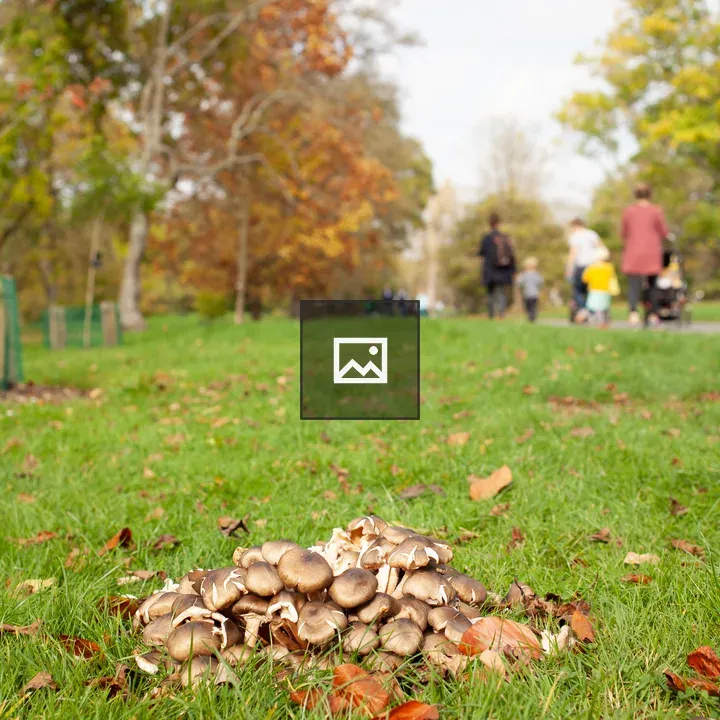 Small mushrooms in grass