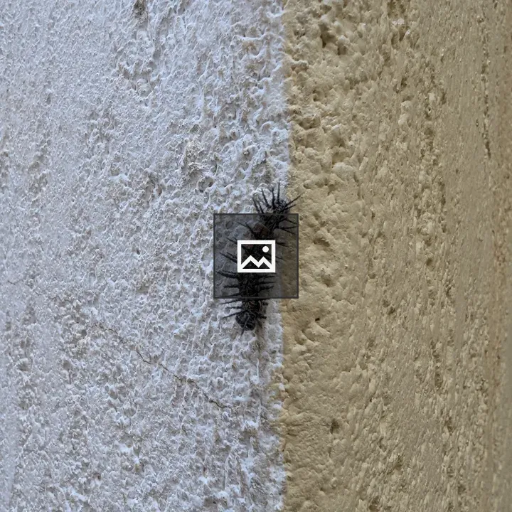 Caterpillar on a Wall