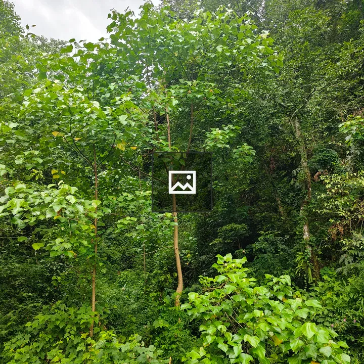 Landscape with green trees