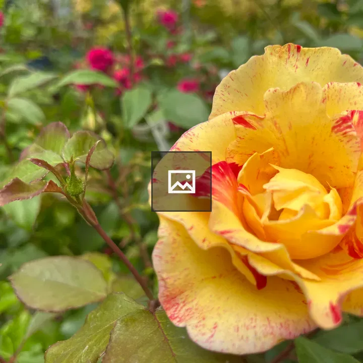 Yellow rose closeup