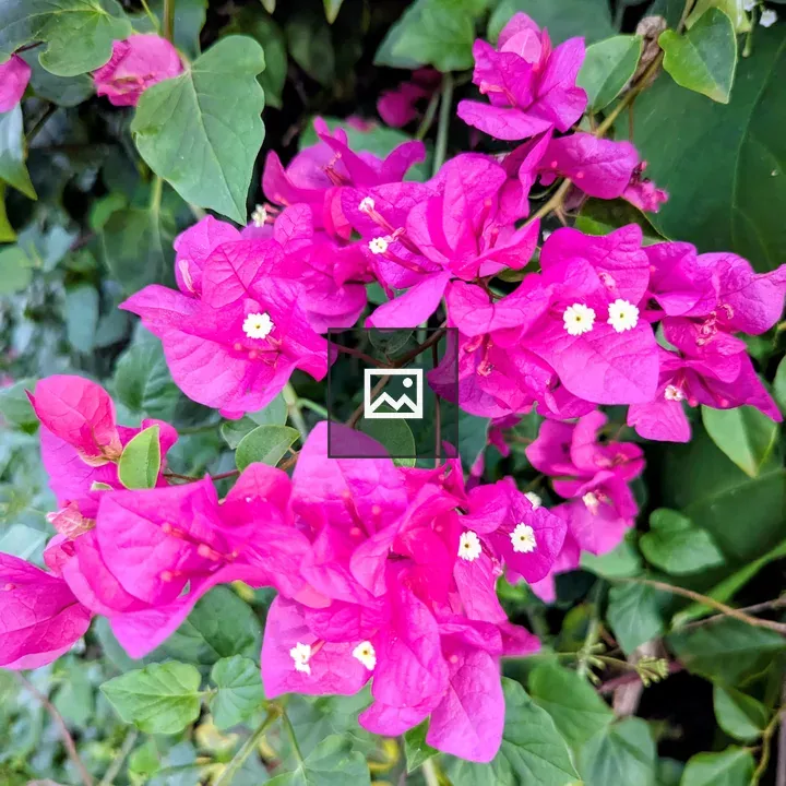 Bougainvillea Cluster in Green