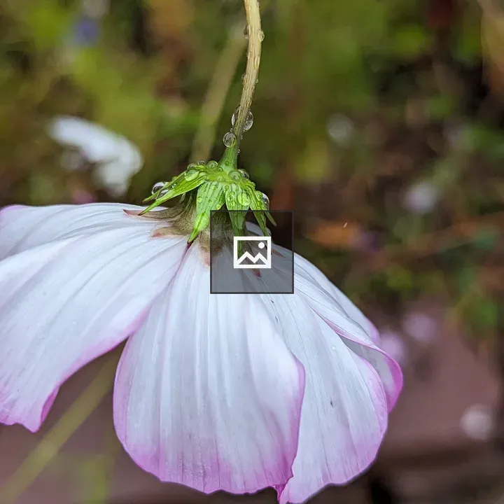 Pink flower hanging on green stem
