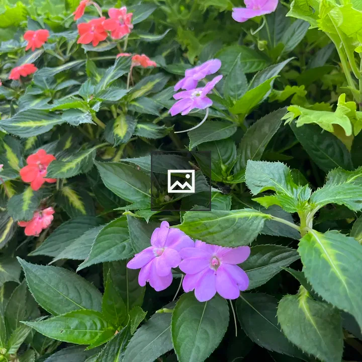 Purple and Pink Flowers Among Leaves