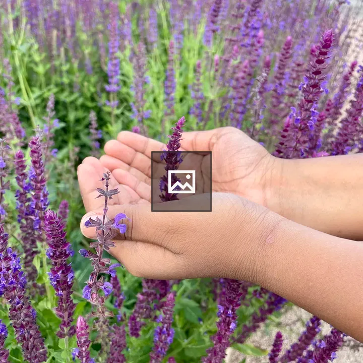 Meadow Sage Sprig in Hands