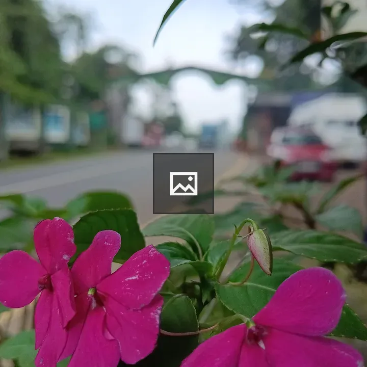 Pink balsam close-up