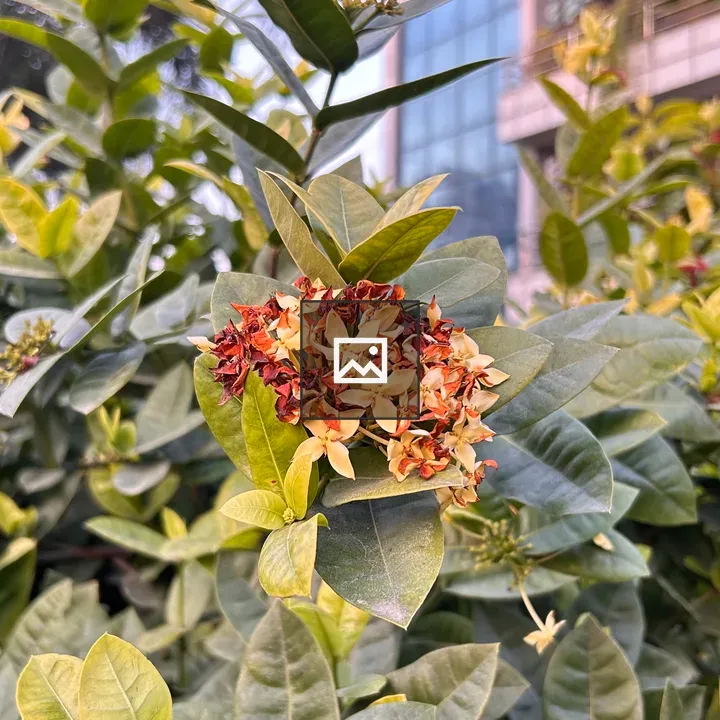 Close-up of a flower cluster