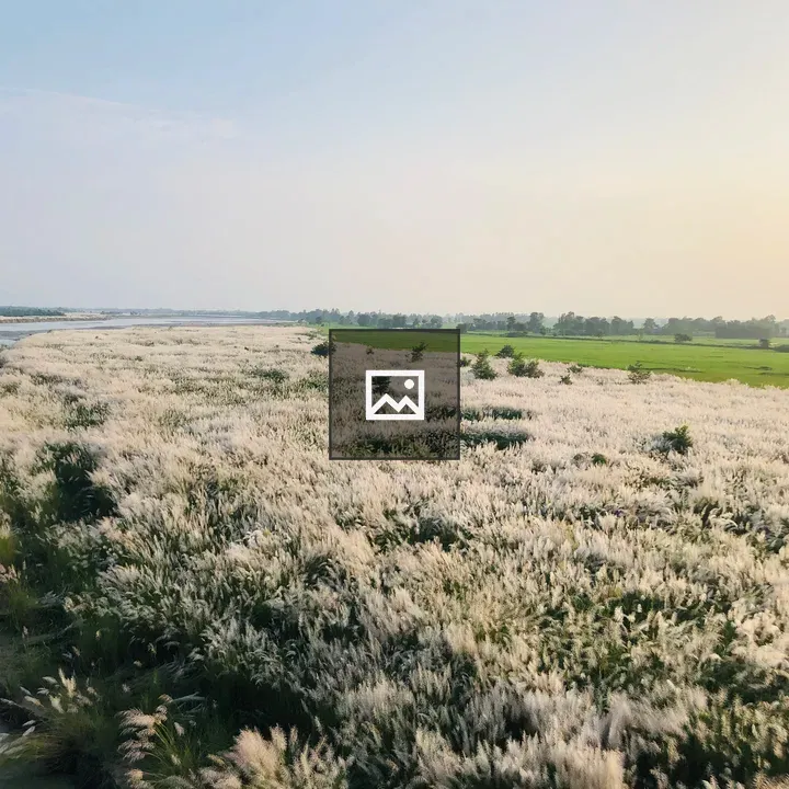 Beautiful grass in a river