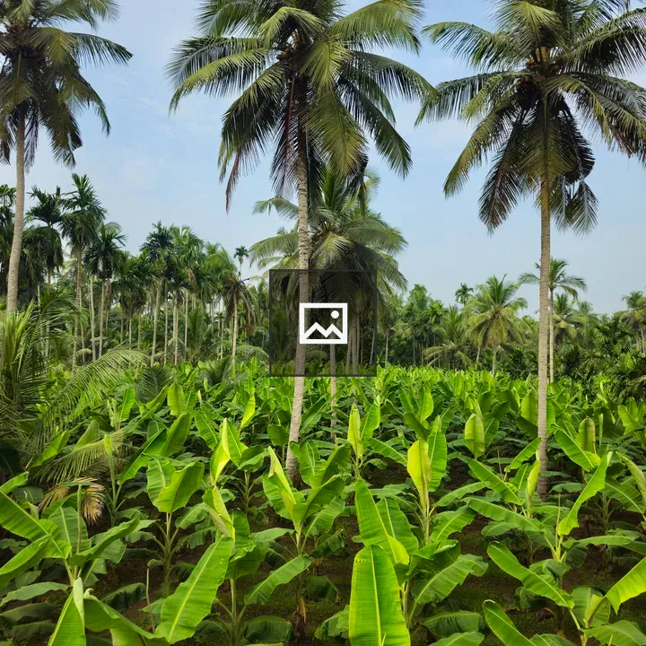 Coconut Trees Over Banana Field