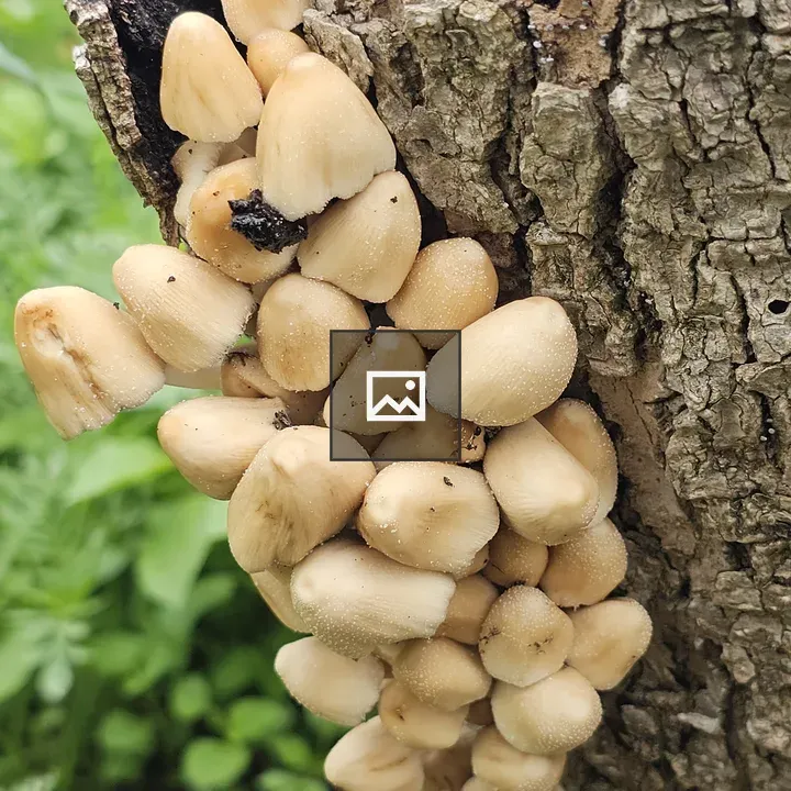 Mushrooms on Tree Trunk