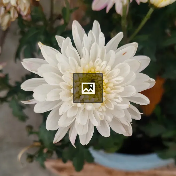 White chrysanthemum close-up