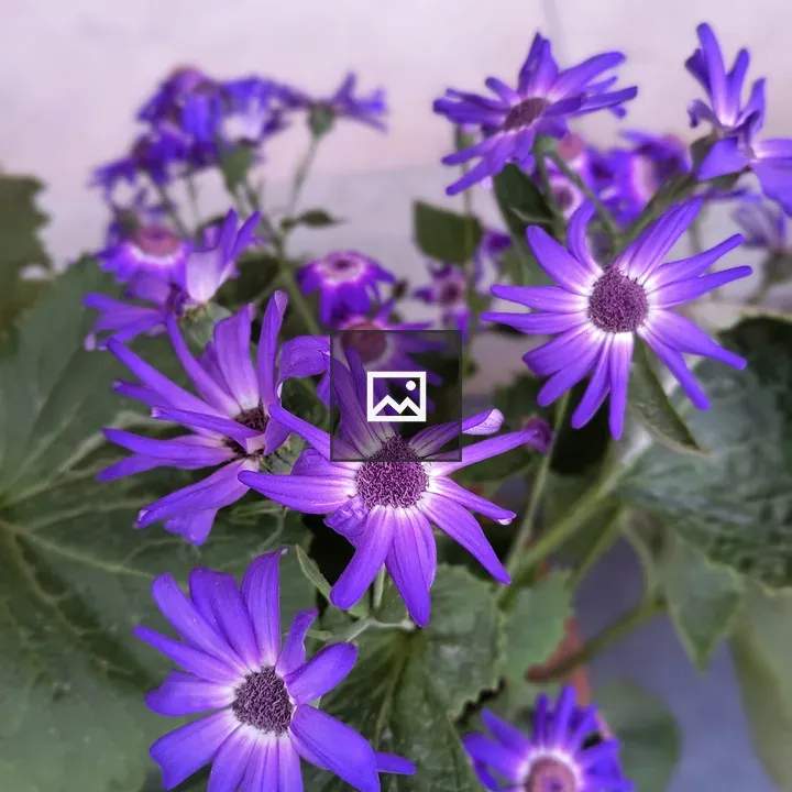 Purple Flowers with Green Foliage