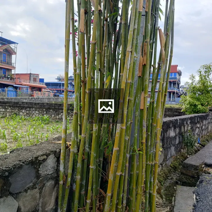 Bamboo stalks by stone wall