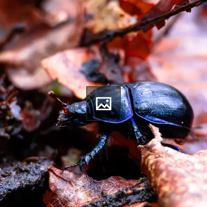 Dor beetle close-up among leaves