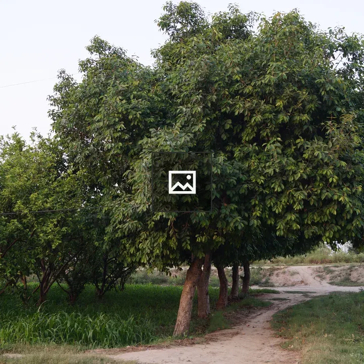 Path Through Green Landscape