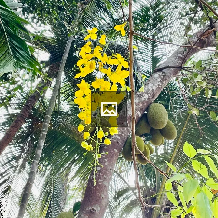 Golden Shower Flowers and Coconut Trees