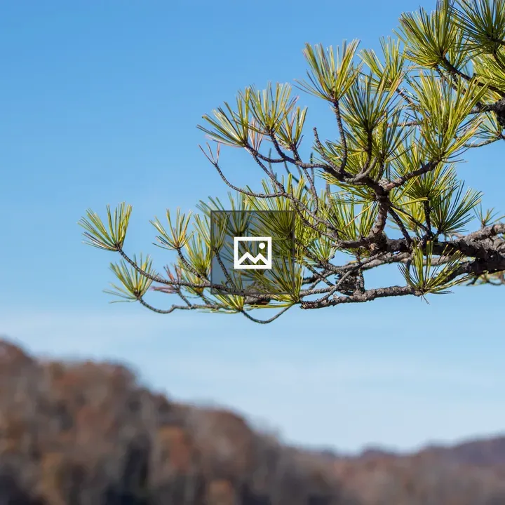 Long Point Overlook Landscape