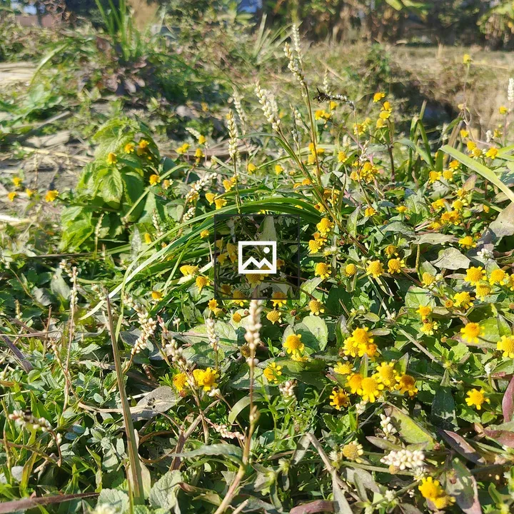 Green grass with yellow flowers