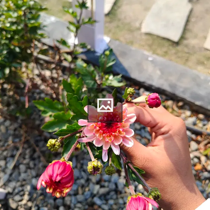 Hand with cluster of pink flowers