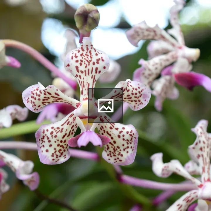 Vanda Tricolor Orchid