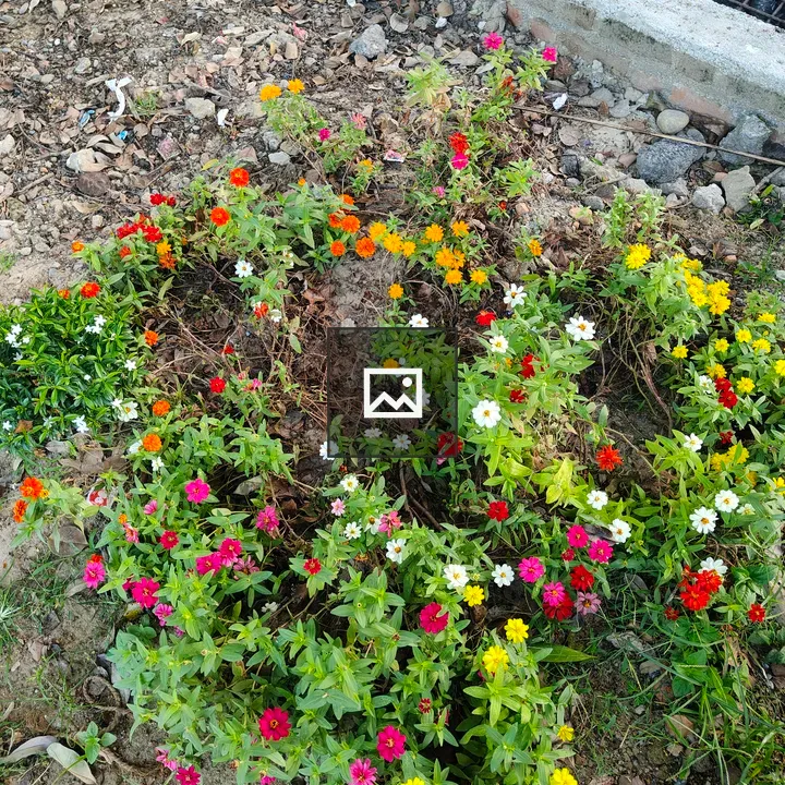 Patch of Colorful Flowers