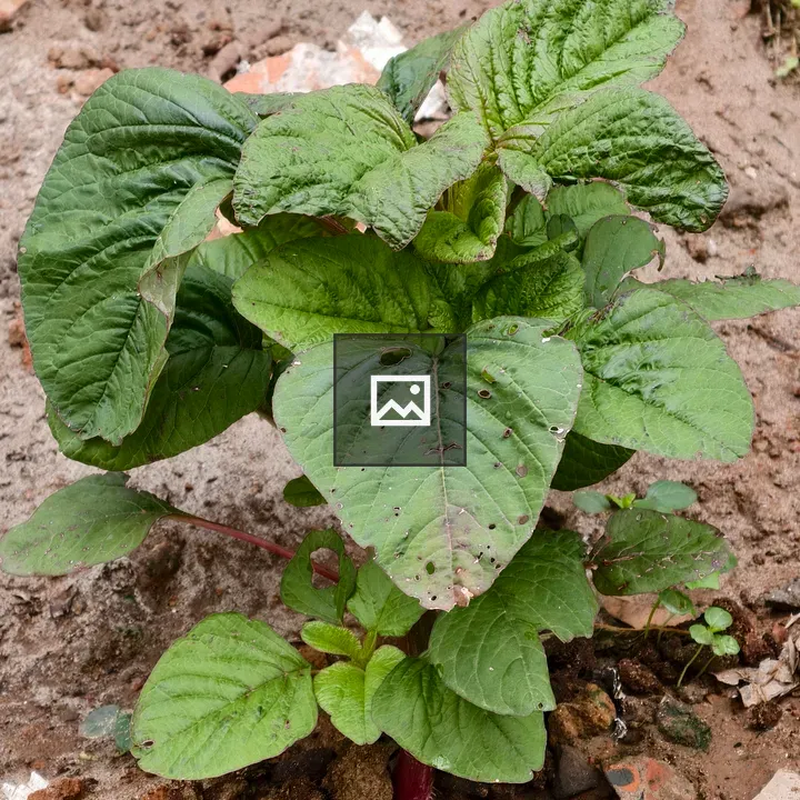 Young Plant with Broad Green Leaves