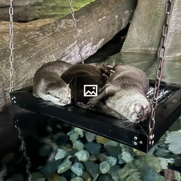 Otters Resting on Platform