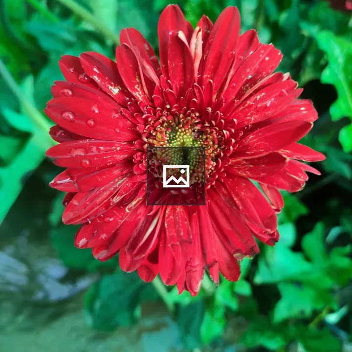 Red Gerbera Daisy Water Droplets