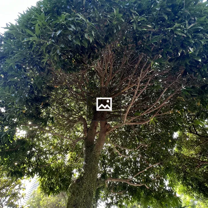 Lush green tree against sky