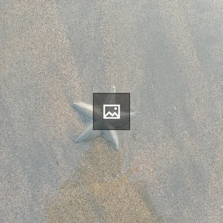 Starfish on the Beach