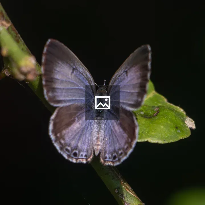 Lime Blue butterfly on leaf