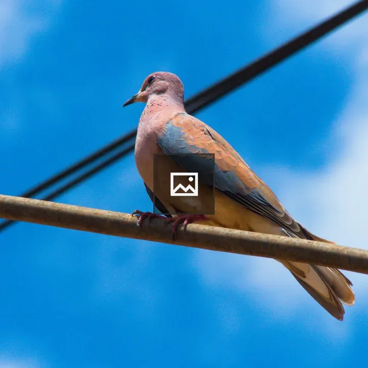 Dove on a Wire