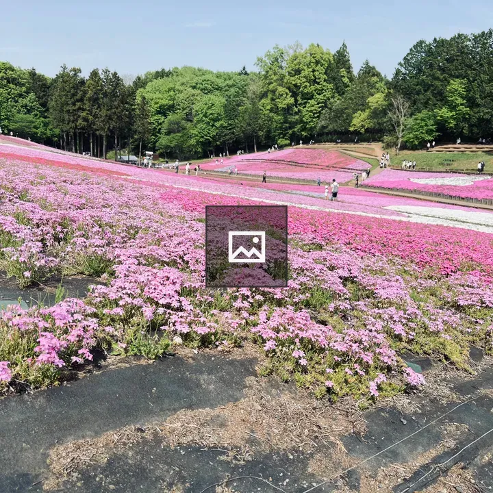 Shibazakura Fields with Trees