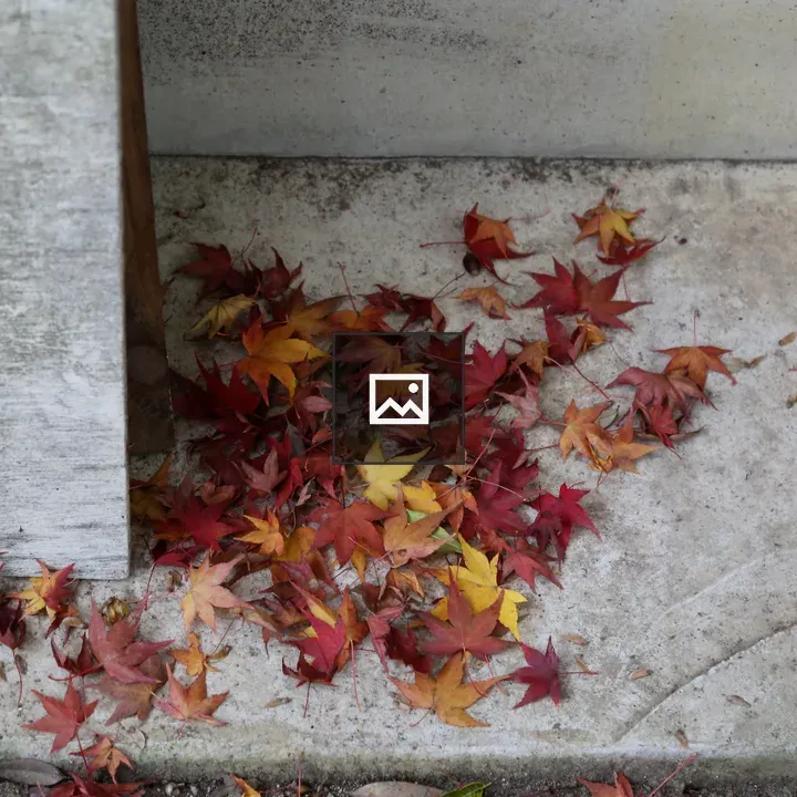 Japanese maple in autumn leaves