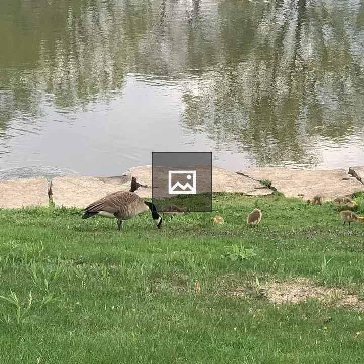 Adult and infant geese by pond