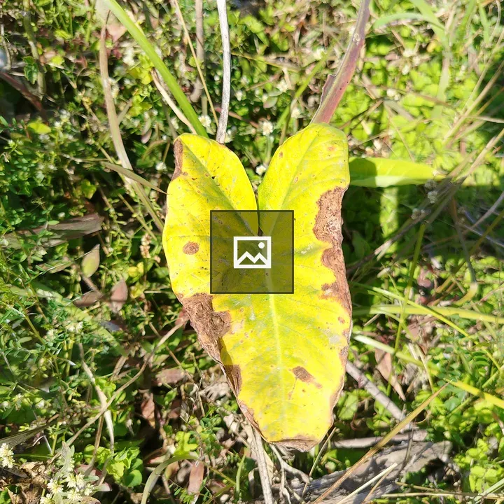 Yellow leaf on green grass