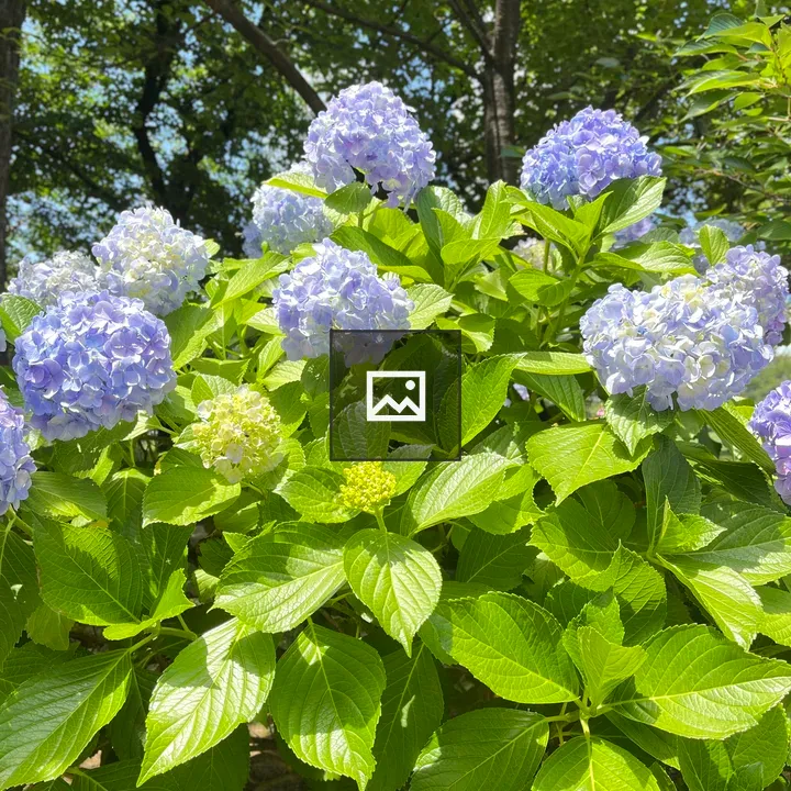 Hydrangea Bush in Bloom