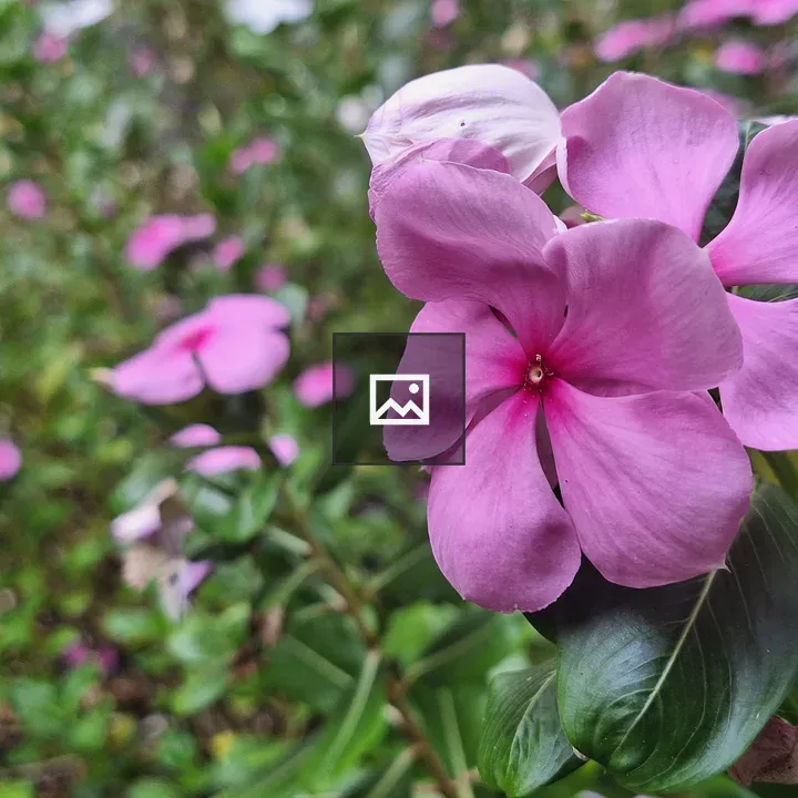 Pink flowers close-up