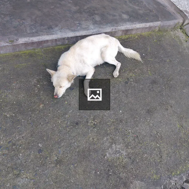 Small light dog resting on concrete