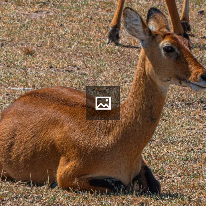 Uganda kob in tall grass