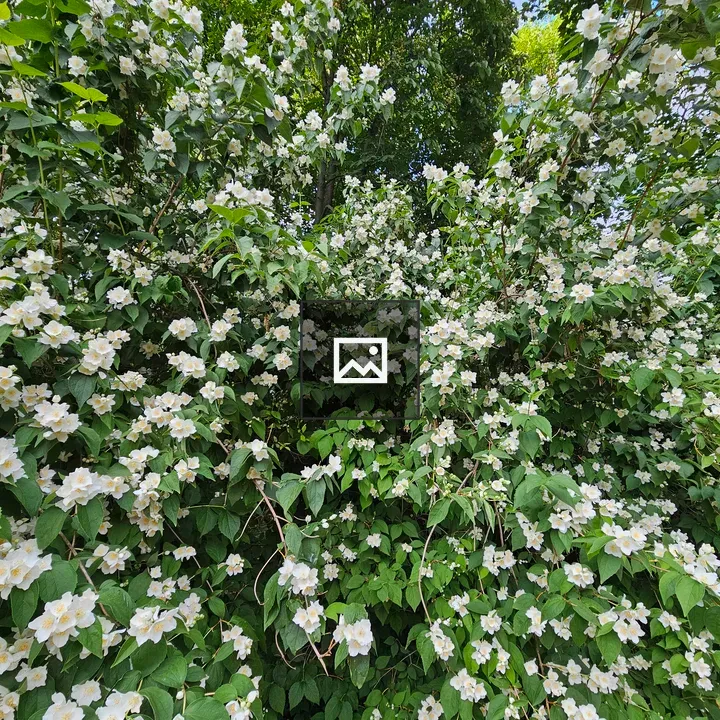 Mock orange shrub in Prague