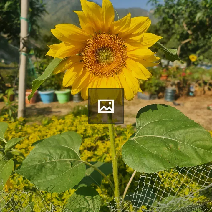 Sunflower Sunlit Portrait