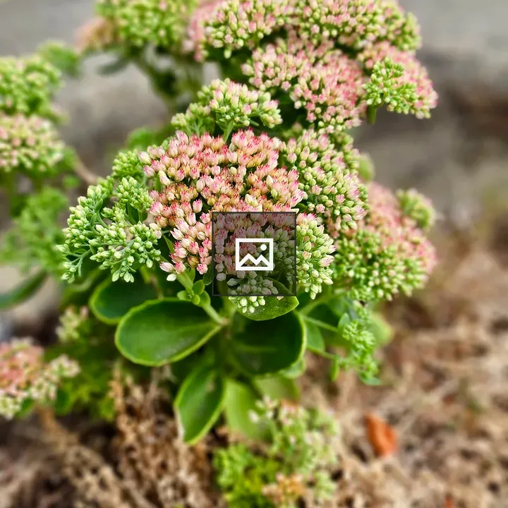 Succulent with Pink and Green Buds