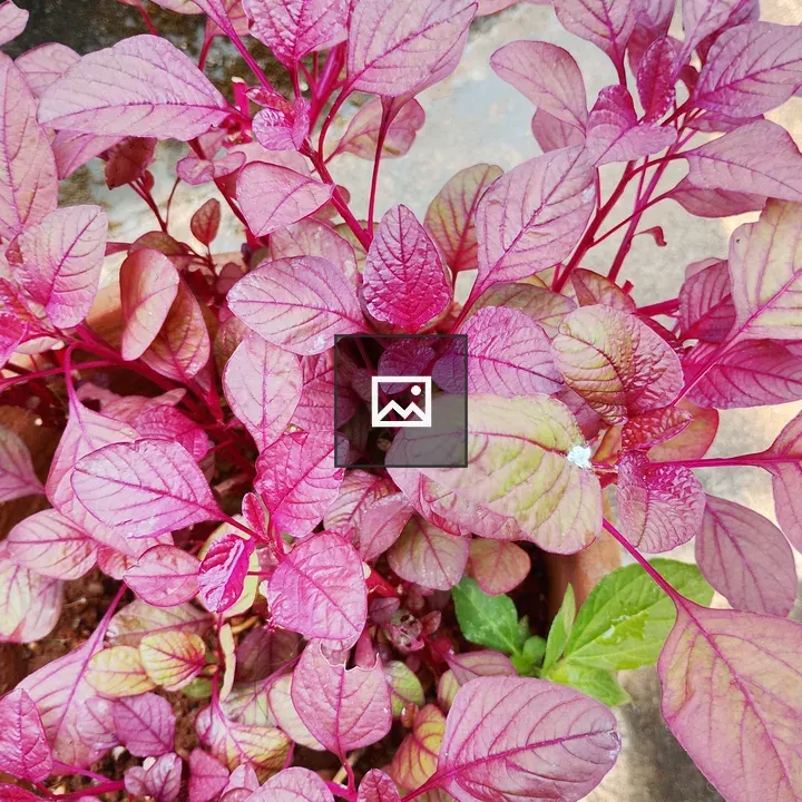 Bright pink spinach plant in pot