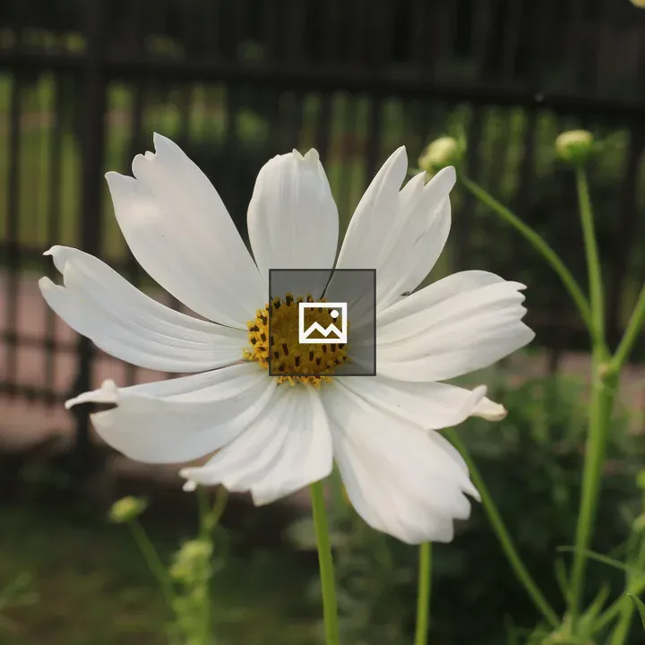 White cosmos flower close-up