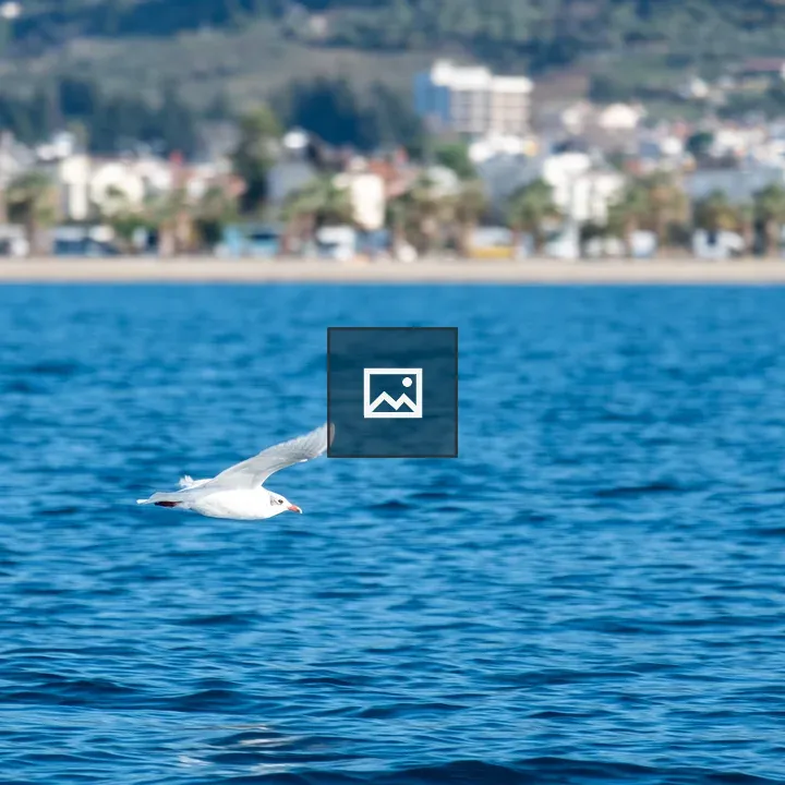Seagull Over the Sea