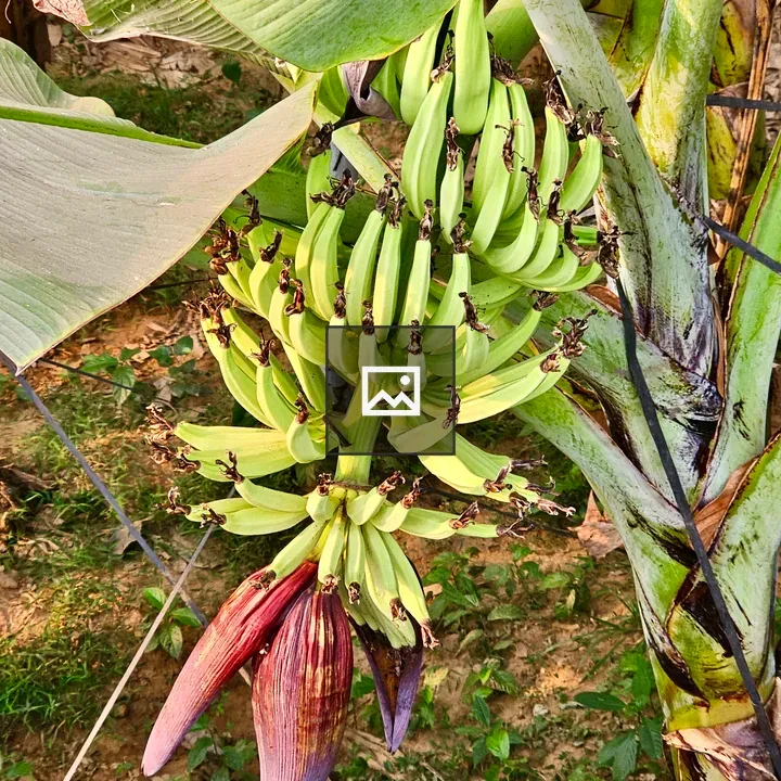 Top view of tender bananas