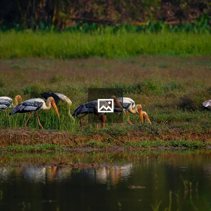 Painted stork