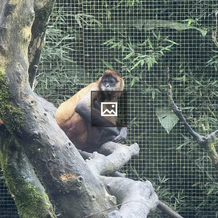 Monkey on Tree Branch